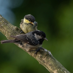 Redwell   27 05 2020   D500   Les 31.jpg